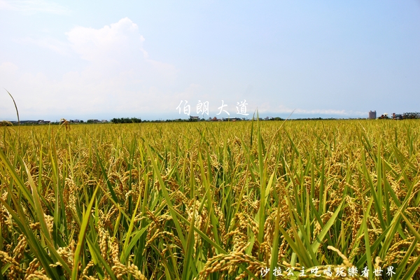 宜蘭三奇村伯朗大道:宜蘭冬山景點『三奇伯朗大道』這樣的美景再熱都要朝聖