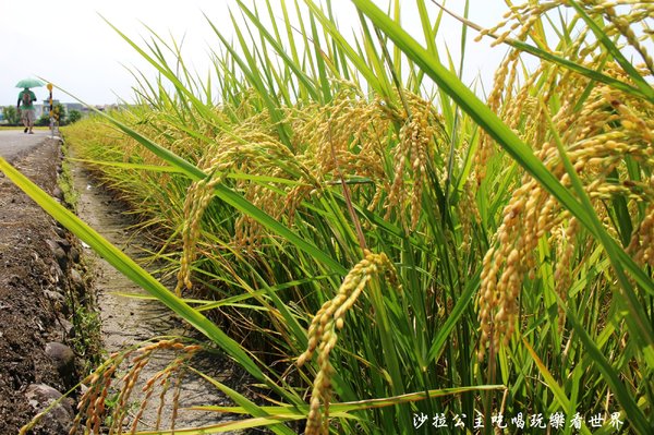 宜蘭三奇村伯朗大道:宜蘭冬山景點『三奇伯朗大道』這樣的美景再熱都要朝聖