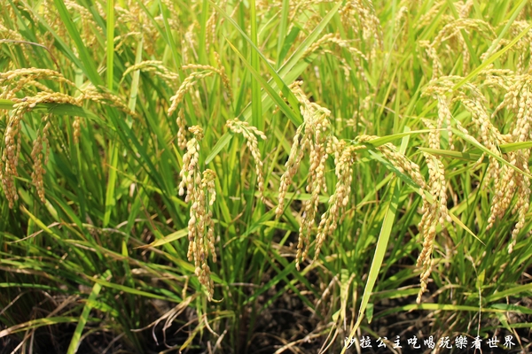 宜蘭三奇村伯朗大道:宜蘭冬山景點『三奇伯朗大道』這樣的美景再熱都要朝聖