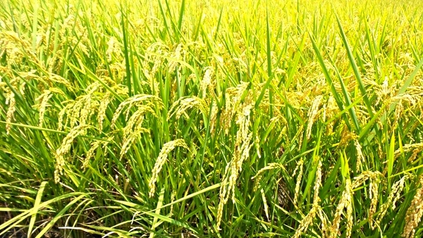 宜蘭三奇村伯朗大道：【宜蘭景點】宜蘭三奇農伯朗大道~旅遊夜市趴趴走/滿分的旅遊札記/小芝芝ღ美食ღ遊樂ღ小天地趴趴GO