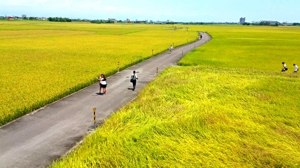 宜蘭三奇村伯朗大道：【宜蘭景點】宜蘭三奇農伯朗大道~旅遊夜市趴趴走/滿分的旅遊札記/小芝芝ღ美食ღ遊樂ღ小天地趴趴GO