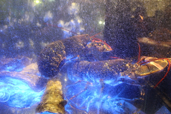 小當家海鮮鍋物(民生店):民生社區豪華火鍋『小當家海鮮鍋物』涮涮鍋/近長庚醫院/台塑大樓