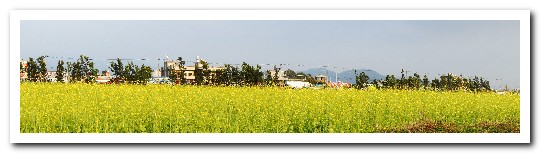 2015新社花海：新社花海怎麼去？辛苦與美麗，一個外地人的經驗談