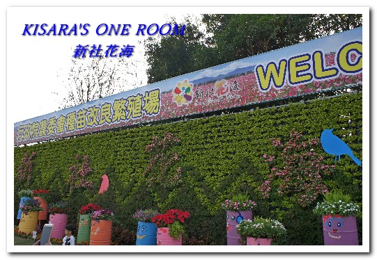 2015新社花海：新社花海怎麼去？辛苦與美麗，一個外地人的經驗談