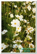 2015新社花海：新社花海怎麼去？辛苦與美麗，一個外地人的經驗談