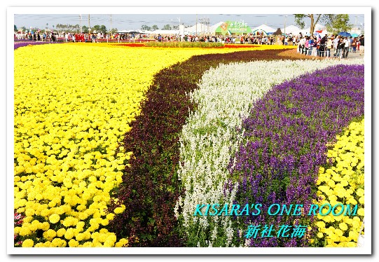 2015新社花海：新社花海怎麼去？辛苦與美麗，一個外地人的經驗談