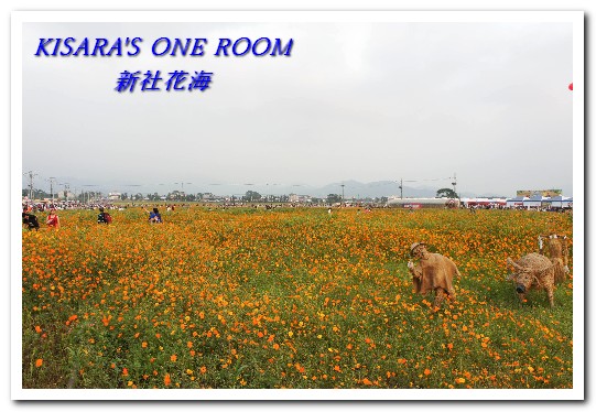 2015新社花海：新社花海怎麼去？辛苦與美麗，一個外地人的經驗談