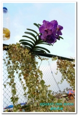 2015新社花海：新社花海怎麼去？辛苦與美麗，一個外地人的經驗談