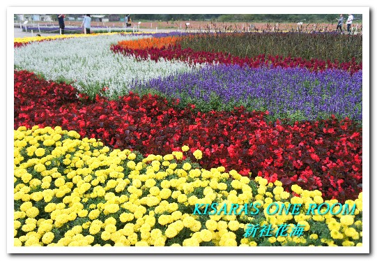 2015新社花海：新社花海怎麼去？辛苦與美麗，一個外地人的經驗談