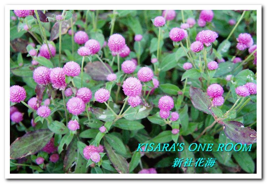 2015新社花海：新社花海怎麼去？辛苦與美麗，一個外地人的經驗談