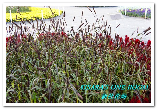 2015新社花海：新社花海怎麼去？辛苦與美麗，一個外地人的經驗談