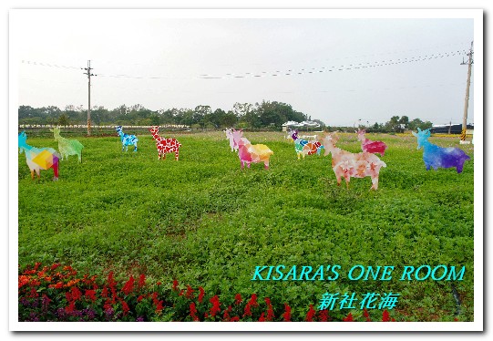 2015新社花海：新社花海怎麼去？辛苦與美麗，一個外地人的經驗談
