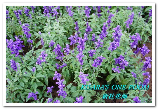 2015新社花海：新社花海怎麼去？辛苦與美麗，一個外地人的經驗談