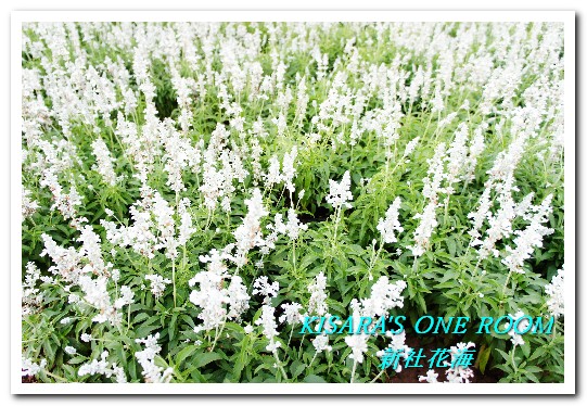 2015新社花海：新社花海怎麼去？辛苦與美麗，一個外地人的經驗談