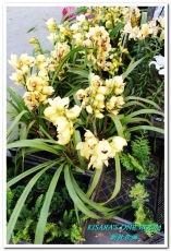 2015新社花海：新社花海怎麼去？辛苦與美麗，一個外地人的經驗談