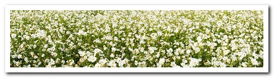 2015新社花海：新社花海怎麼去？辛苦與美麗，一個外地人的經驗談