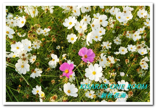 2015新社花海：新社花海怎麼去？辛苦與美麗，一個外地人的經驗談