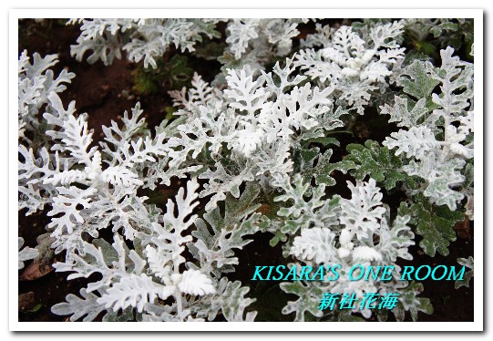 2015新社花海：新社花海怎麼去？辛苦與美麗，一個外地人的經驗談