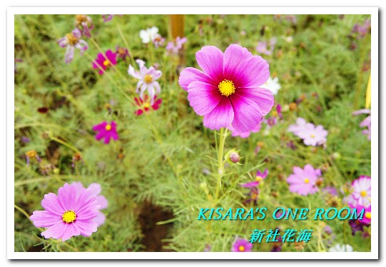 2015新社花海：新社花海怎麼去？辛苦與美麗，一個外地人的經驗談