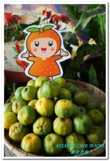 2015新社花海：新社花海怎麼去？辛苦與美麗，一個外地人的經驗談