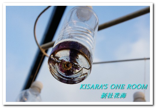 2015新社花海：新社花海怎麼去？辛苦與美麗，一個外地人的經驗談