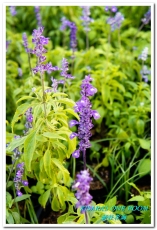 2015新社花海：新社花海怎麼去？辛苦與美麗，一個外地人的經驗談