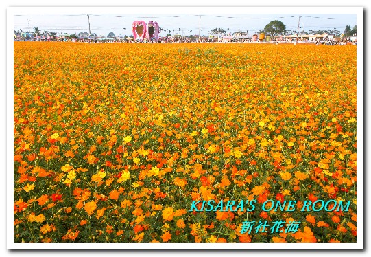 2015新社花海：新社花海怎麼去？辛苦與美麗，一個外地人的經驗談