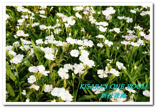 2015新社花海：新社花海怎麼去？辛苦與美麗，一個外地人的經驗談