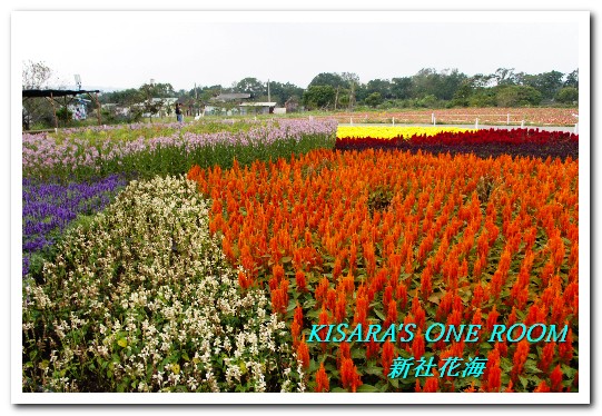 2015新社花海：新社花海怎麼去？辛苦與美麗，一個外地人的經驗談