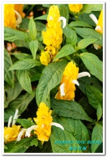 2015新社花海：新社花海怎麼去？辛苦與美麗，一個外地人的經驗談