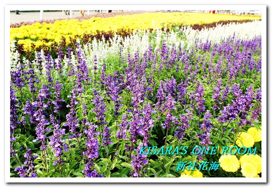 2015新社花海：新社花海怎麼去？辛苦與美麗，一個外地人的經驗談