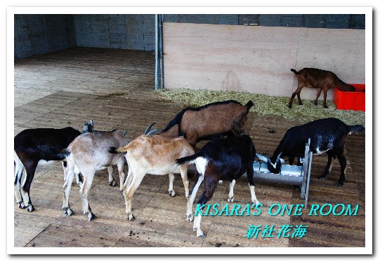 2015新社花海：新社花海怎麼去？辛苦與美麗，一個外地人的經驗談