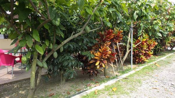 可茵山可可莊園:【屏東景點】可茵山可可莊園休閒農場