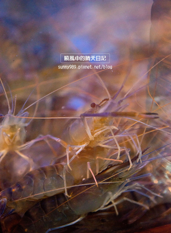 一品活蝦(市民店):【口碑券 | 一品活蝦(市民店)】活蝦肉Q彈 小酌最台味的好搭擋