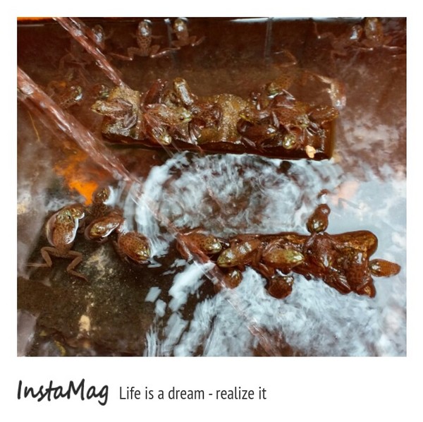 Go Bear溝貝親子休閒農莊:【新竹景點】釣螯蝦,摸蜆,玩沙或戲水,釣魚,撈金魚~Go Bear溝貝親子休閒農莊