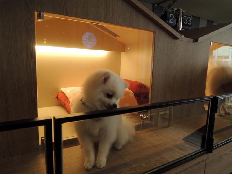 跑飯店 The Paw Hotel018.jpg