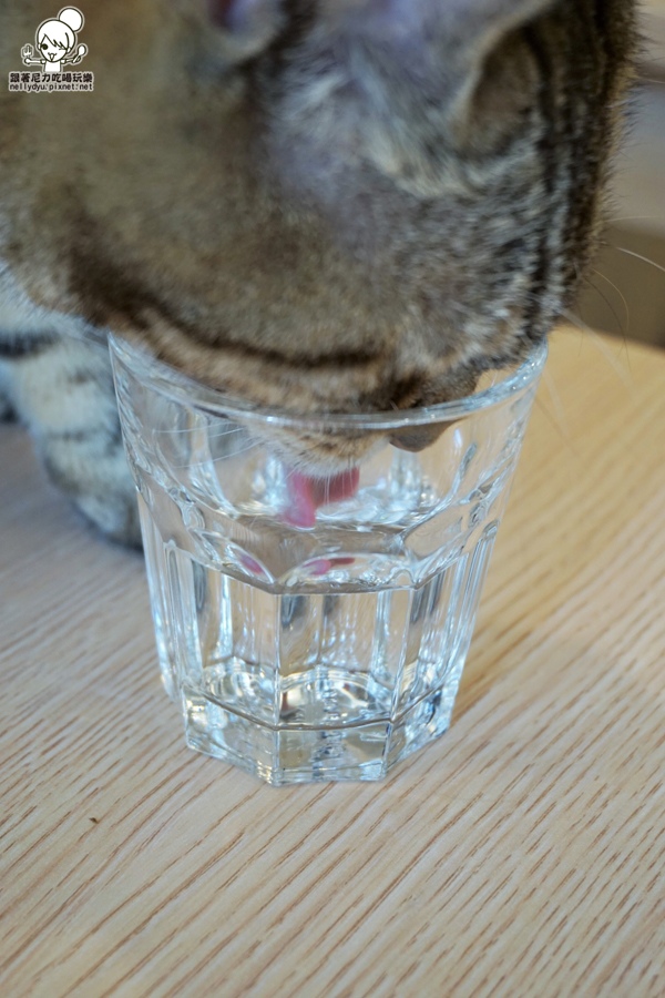 逗貓趣 寵物餐廳22.JPG