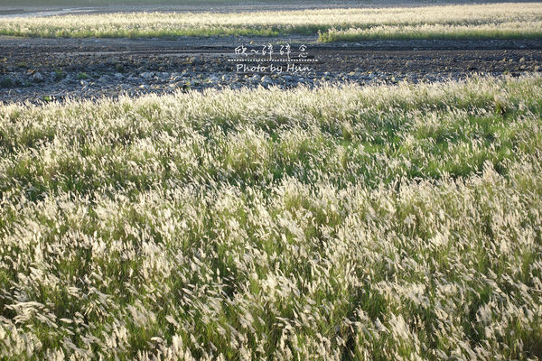 蘭陽溪甜根子草 不是芒花