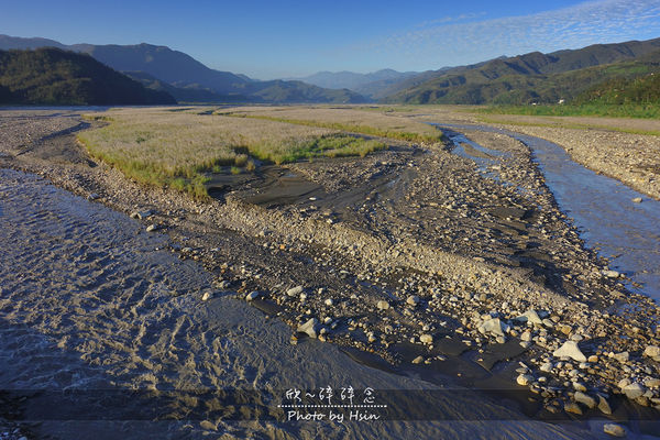 蘭陽溪甜根子草 不是芒花