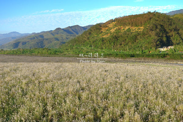 蘭陽溪甜根子草 不是芒花