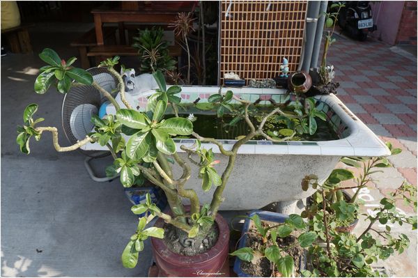 阿喬師水粄粥：[2015台南行] 中西區 阿喬師水粄粥~慢工熬煮。滿懷情感傳統料理(讀者優惠)