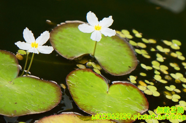 阿喬師水粄粥:【台南-中西區】限量x水粄粥~六道古早味集一碗!!!碗粿助/筒仔米糕《阿喬師水粄粥》