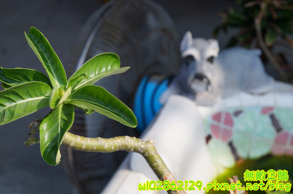 阿喬師水粄粥:【台南-中西區】限量x水粄粥~六道古早味集一碗!!!碗粿助/筒仔米糕《阿喬師水粄粥》