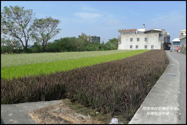苑裡稻田彩繪11.JPG