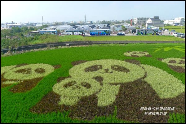 苑裡稻田彩繪8.JPG
