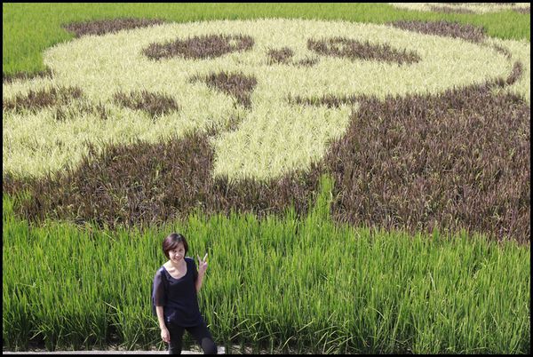 苑裡稻田彩繪2.JPG
