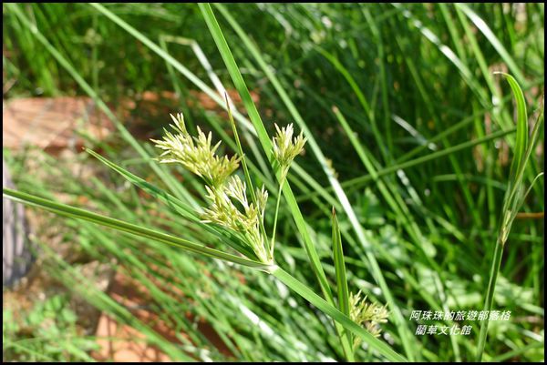 藺草文化館5.JPG