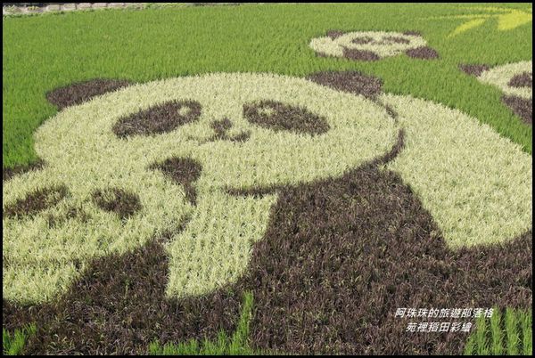 苑裡稻田彩繪1.JPG