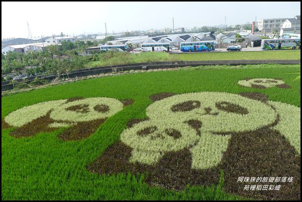 苑裡稻田彩繪9.JPG