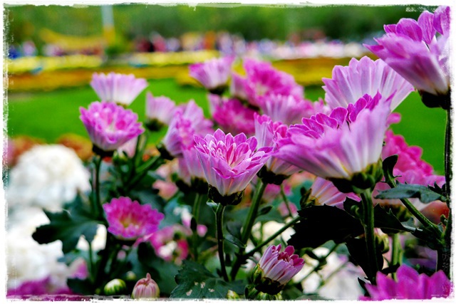 2015士林官邸菊展 嬉遊秋菊